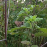 Female Sachem skipper, which is a pale brown color with pale checks in a chevron shape on the hindwing.