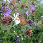 Male Sachem on aster. It is a warm tan color with faint brown spots and wing margins.