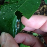 The same spicebush leaf, with the folded portion opened to reveal a second instar spicebush swallowtail caterpillar.