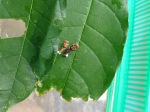 Two very small spicebush swallowtail caterpillars. Markings are mottled brown with white splotches.