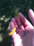 Two spicebush swallowtail caterpillars. One is is 1.5" long and bright yellow, and the other is slightly smaller and green. Both have prominent eyespots.