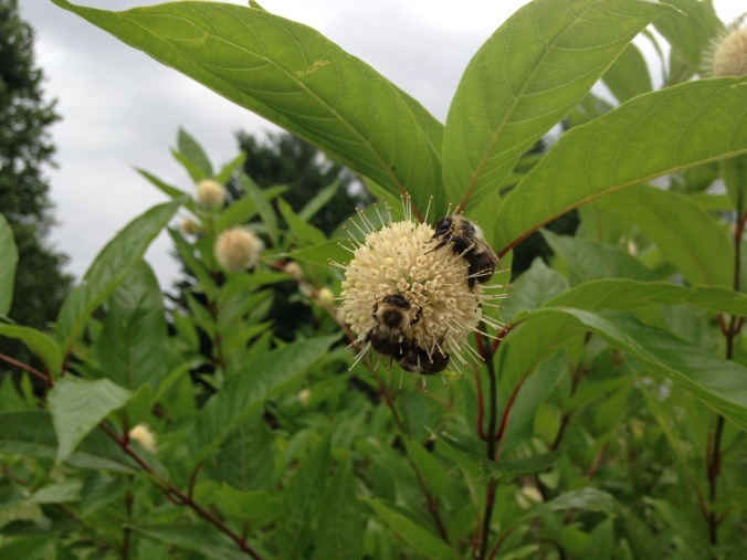 Bees on buttonbush