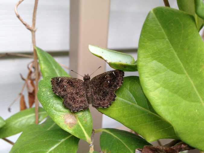 Hayhurst's scallopwing, a small dark brown butterfly, resting with its wings spread on a trumpet honeysuckle vine.