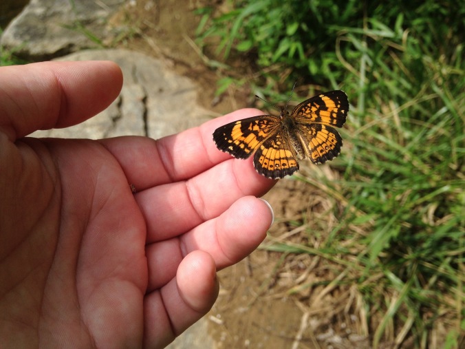 Person's hand with a silvery checkerspot perched on the tip of a finger; its wings are spread to bask.