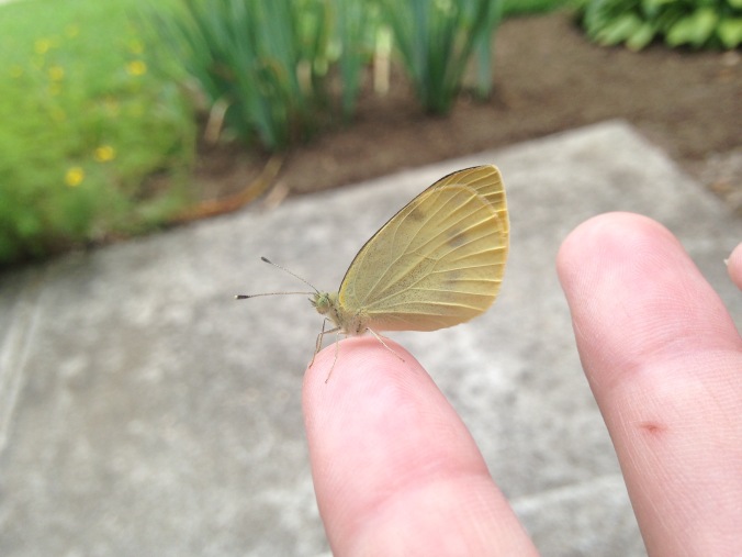 Closeup of a small cabbage white butterfly perched on the tip of a finger. Its coloring is a uniform pale yellow or cream.