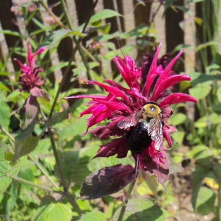 Large bee with a yellow-haired thorax and shiny black abdomen feeding on a scarlet bee balm flower.