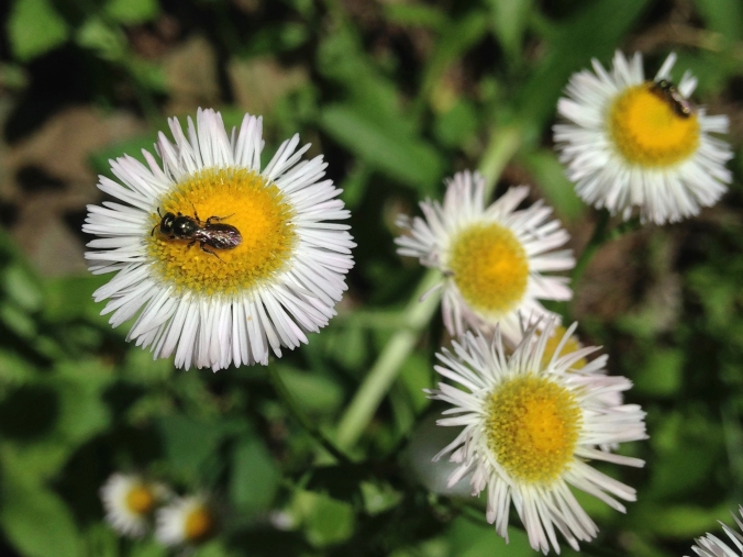 Small greenish metallic bee on an Erigeron flower, with another such bee in the background