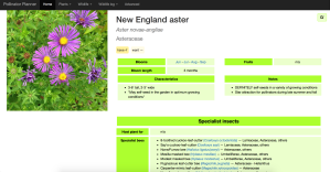 Web page showing cultivation information for New England aster, as well as